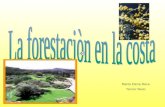 María Elena Roca Tercer Nivel. Es un árbol oriundo del norte de América, de hoja caduca provisto de copa abierta y hojas compuestas que le dan una.
