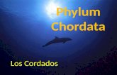 Phylum Chordata Los Cordados. Generalidades Los cordados (Chordata, "con cuerda") son un filo del reino animal caracterizado por la presencia de una cuerda.