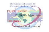 19,000 Insectos 140 Paises 12,000 de Honduras Casi todo el mundo Bienvenidos al Museo de Entomología del CURLA.