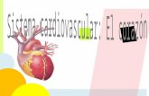 Sistema cardiovascular:  El  c o r a z ó n