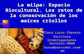 La milpa: Espacio Biocultural. Los retos de la conservación de los maíces criollos