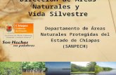Dirección de Áreas Naturales y  Vida Silvestre