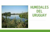 HUMEDALES DEL URUGUAY