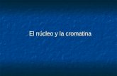 El núcleo y la cromatina