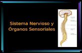 Sistema Nervioso y Órganos Sensoriales