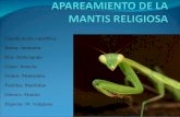APAREAMIENTO DE LA MANTIS RELIGIOSA