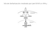 Vía de Señalización mediada por Jak-STATs e IFN- g