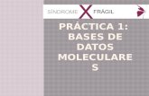 Práctica 1:  Bases de datos moleculares