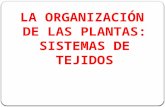 LA ORGANIZACIÓN DE LAS PLANTAS: SISTEMAS DE TEJIDOS