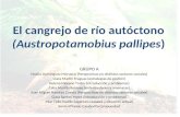 El cangrejo de río autóctono  (Austropotamobius pallipes )