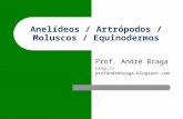 Anelídeos / Artrópodos / Moluscos / Equinodermos