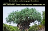 Un misterioso árbol en Limpopo- Mozambique