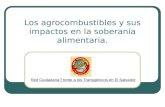 Los agrocombustibles y sus impactos en la soberanía alimentaria.