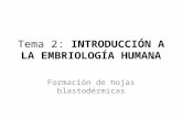 Tema 2:  INTRODUCCIÓN A LA EMBRIOLOGÍA HUMANA