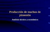Producción de machos de pimentón