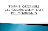 TEMA 8:  ORGÀNULS CEL·LULARS DELIMITATS PER MEMBRANES