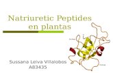 Natriuretic Peptides en plantas
