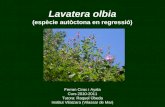 Lavatera olbia (espècie autòctona en regressió)
