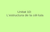 Unitat 10:  L’estructura de la cèl·lula