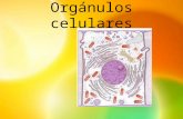 Orgánulos celulares