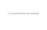 CLASIFICACIÓN DE HONGOS