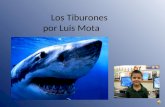 Los Tiburones  por Luis Mota