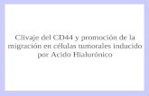 Clivaje del CD44 y promoción de la migración en células tumorales inducido por Acido Hialurónico