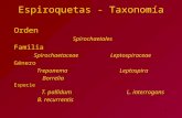 Espiroquetas - Taxonomía