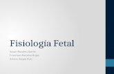 Fisiología  Fetal