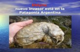 Didymo nuevo invasor está en la Patagonia Argentina