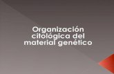 Organización citológica del material genético
