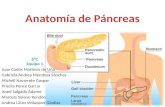 Anatomía de Páncreas