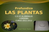 Profundiza LAS PLANTAS