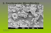 3. Fosilización Microfósiles