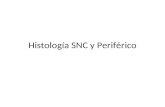 Histología SNC y Periférico