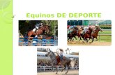 Equinos DE DEPORTE