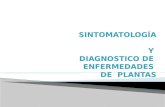 SINTOMATOLOGÍA Y  DIAGNOSTICO DE  ENFERMEDADES     DE  PLANTAS