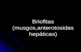 Briofitas (musgos,anterotosidas hepáticas)