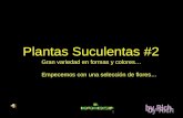 Plantas Suculentas #2