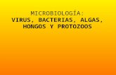 MICROBIOLOGÍA: VIRUS, BACTERIAS, ALGAS, HONGOS Y PROTOZOOS