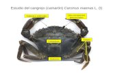 Estudio del cangrejo ( camarón )  Carcinus maenas  L. (I)