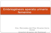 Embriogénesis aparato urinario femenino