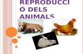 La  reproducció dels animals