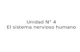 Unidad N° 4 El sistema nervioso humano
