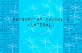 EXTREMITAS CAUDAL I (LATERAL)