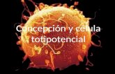 Concepción y célula totipotencial