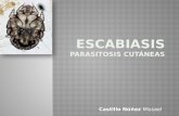 Escabiasis parasitosis cutáneas