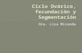 Ciclo Ovárico, fecundación y Segmentación