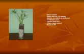 Planta: papiro Riego: una vez a la semana Interior, no colocar al sol directo Fertilizante: urea Florero: recto 6*6 Piedra: ágata/ cuarzo Precio: 5.500