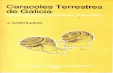 Caracois terrestres de Galiza